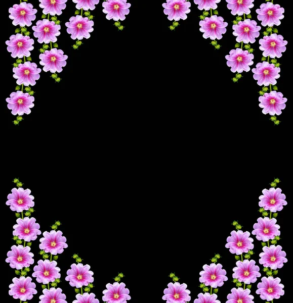 Mallow kwiaty na białym tle na czarnym tle — Zdjęcie stockowe