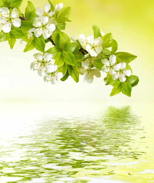 Blühender Astapfel. Leuchtend bunte Frühlingsblumen — Stockfoto