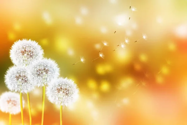 Fluffy dandelion flower against the background of the summer lan — Stock Photo, Image