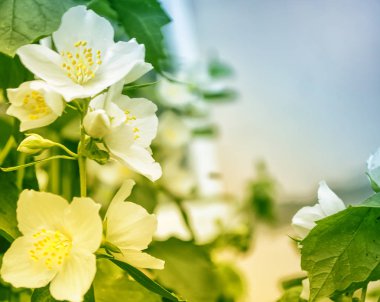 Yasemin şube hassas bahar çiçekleri beyaz