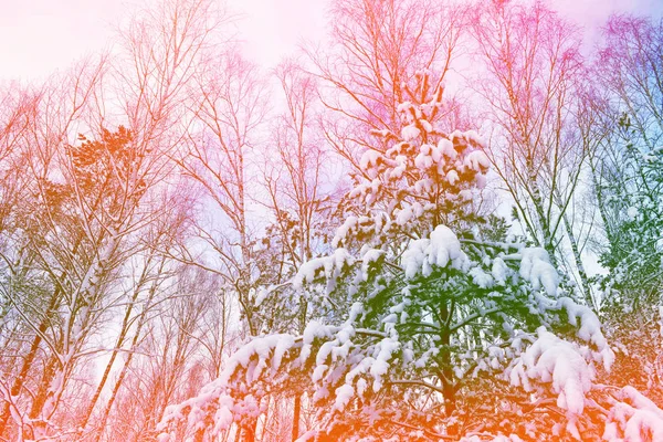 Bevroren winterbos met besneeuwde bomen. — Stockfoto