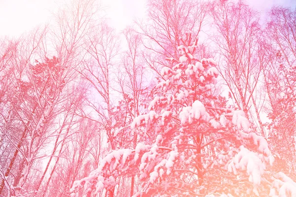 Floresta de inverno congelada com árvores cobertas de neve. — Fotografia de Stock