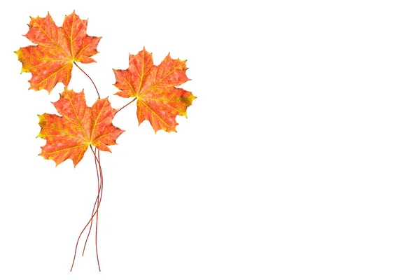 明亮多彩的秋天树叶 — 图库照片