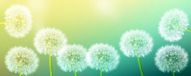 Kabarık karahindiba çiçek arka planı yaz lan