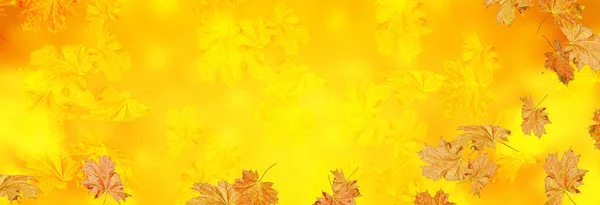 Herbstlandschaft mit leuchtend bunten Blättern. — Stockfoto