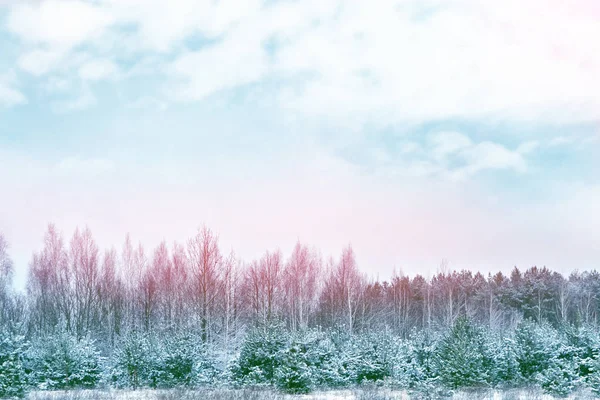 Floresta de inverno congelada com árvores cobertas de neve. — Fotografia de Stock