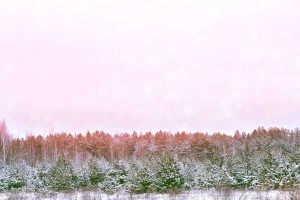 Bosque de invierno congelado con árboles cubiertos de nieve. — Foto de Stock