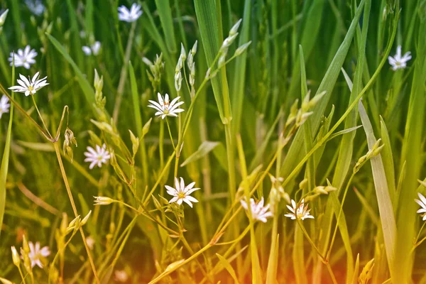 Verschwommenes Bild von Gras. — Stockfoto