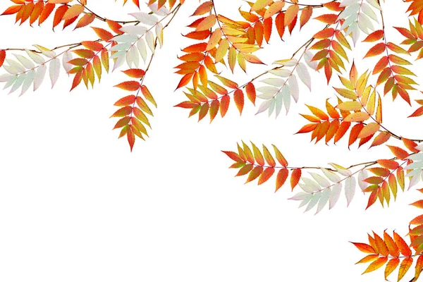 parlak renkli sonbahar yaprakları