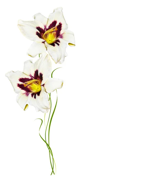 Blomma lilja isolerad på vit bakgrund. — Stockfoto