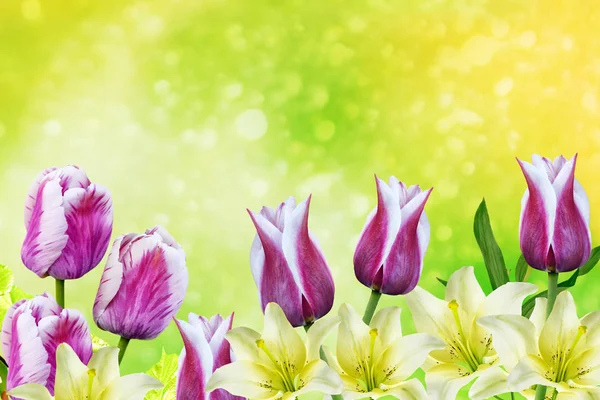 Jarní pozadí s barevnými květy tulipánů a lilií. — Stock fotografie