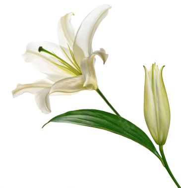 Beyaz arka plan üzerinde izole çiçek lily. Yaz