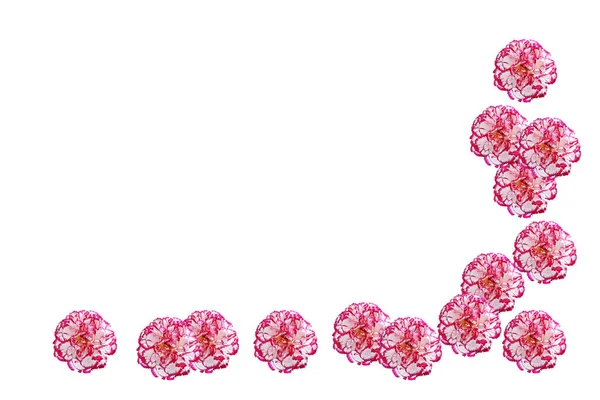 Beyaz arka plan üzerinde izole renkli karanfil çiçek.