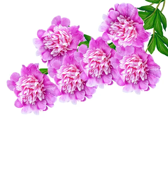 Colorful bright flowers peonies isolated on white background. — Stock Photo, Image