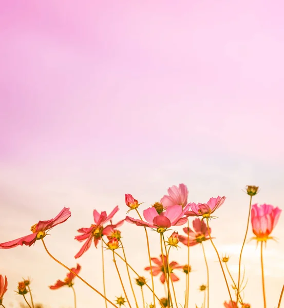 夏の風景を背景にカラフルなコスモスの花. — ストック写真