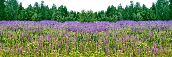 Summer landscape with beautiful bright lupine flowers — Stock Photo, Image