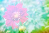 Картина, постер, плакат, фотообои "colorful flowers dahlia on the background of the summer landsca", артикул 167539494