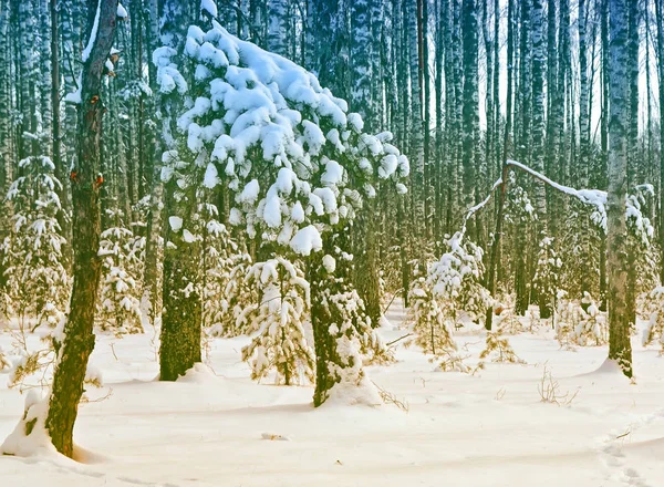Karla kaplı ağaçlarla donuk kış ormanı.