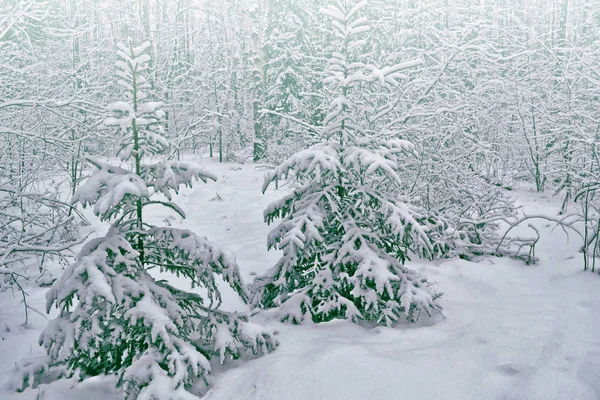 Fryst vinterskog med snötäckta träd. — Stockfoto