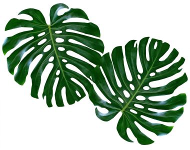 Canavarlar ve ferns yeşil yaprak çiçek arka plan