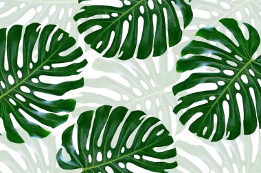 Tropikal çiçek monstera yaprak yeşil 