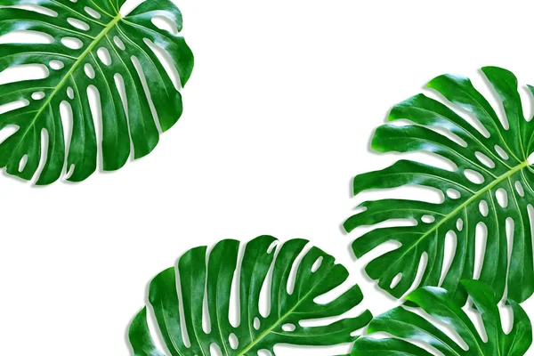 Grønt blad på et tropisk blomstermonstera – stockfoto