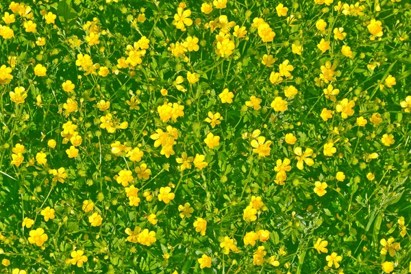 Wiese mit gelben bunten Feldblumen mit Ranunkeln. — Stockfoto