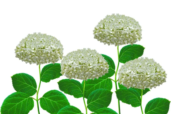 Flower hydrangea isolated on white background. summer — Stock Photo, Image