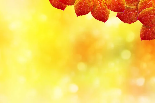 Herfst landschap met heldere kleurrijke gebladerte. Indian summer. — Stockfoto