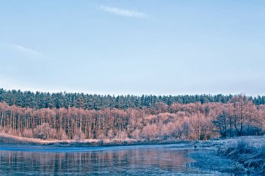  Karla kaplı ağaçlarla donuk kış ormanı.