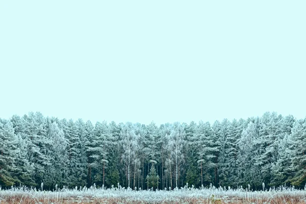 冰雪覆盖的冬季森林. — 图库照片