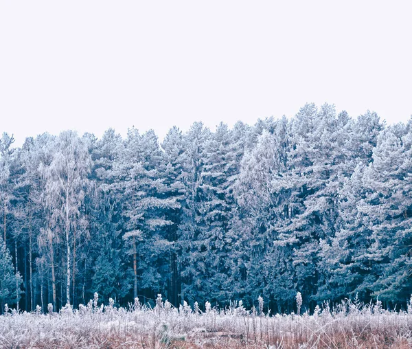 Gefrorener Winterwald mit schneebedeckten Bäumen. — Stockfoto