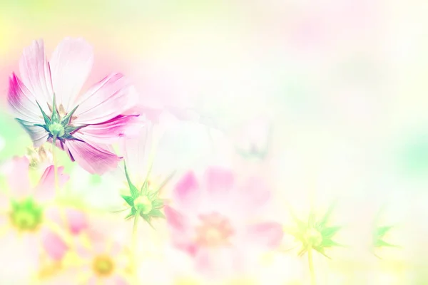 Colorful cosmos flowers on a background of summer landscape. Stock Image