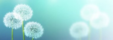 Kabarık karahindiba çiçek arka planı yaz lan