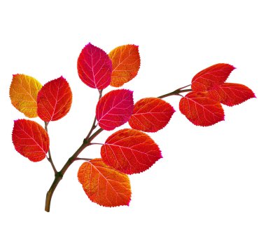 parlak renkli sonbahar yaprakları