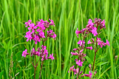 Çim bulanık görüntü. 