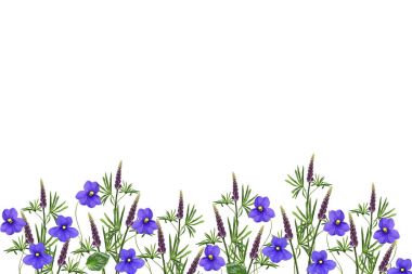 lupines güzel çiçekler üzerinde beyaz bir arka plan