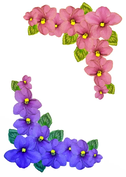 娇嫩的花朵紫罗兰 — 图库照片