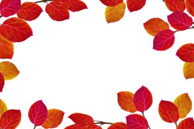 parlak renkli sonbahar yaprakları