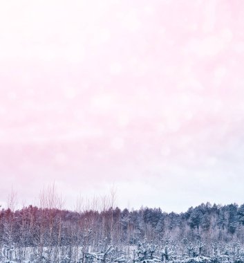  Karla kaplı ağaçlarla donuk kış ormanı.