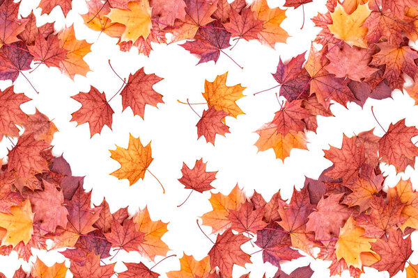 Bright colorful autumn leaves