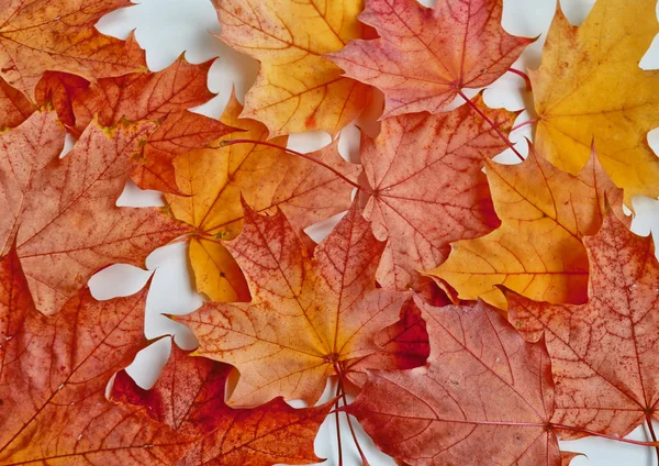 Paisaje de otoño con hojas de colores brillantes. Verano indio . —  Fotos de Stock