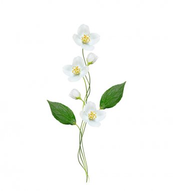 Yasemin çiçek şube 