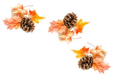 parlak renkli sonbahar yaprakları