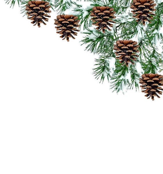 Ветви снежной елки Рождественская елка — стоковое фото