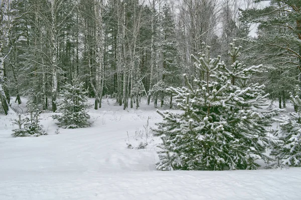 Floresta de inverno congelada com árvores cobertas de neve. — Fotografia de Stock