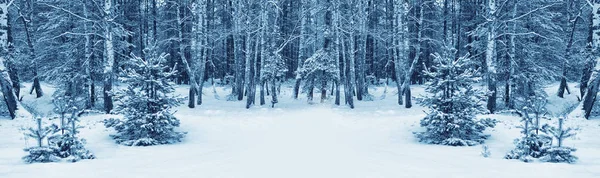 Bevroren winterbos met besneeuwde bomen. — Stockfoto