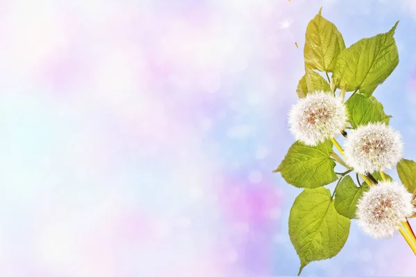 Fluffy dandelion flower against the background of the summer lan — Stock Photo, Image