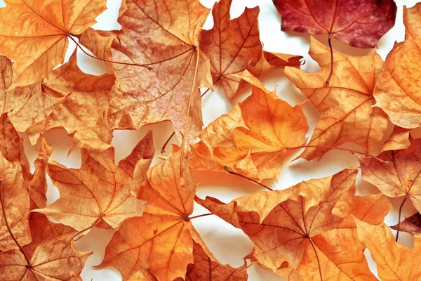 Paisaje de otoño con hojas de colores brillantes. Verano indio . —  Fotos de Stock
