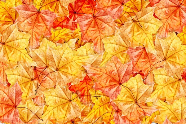 Herbstlandschaft mit leuchtend bunten Blättern. Indischer Sommer. — Stockfoto